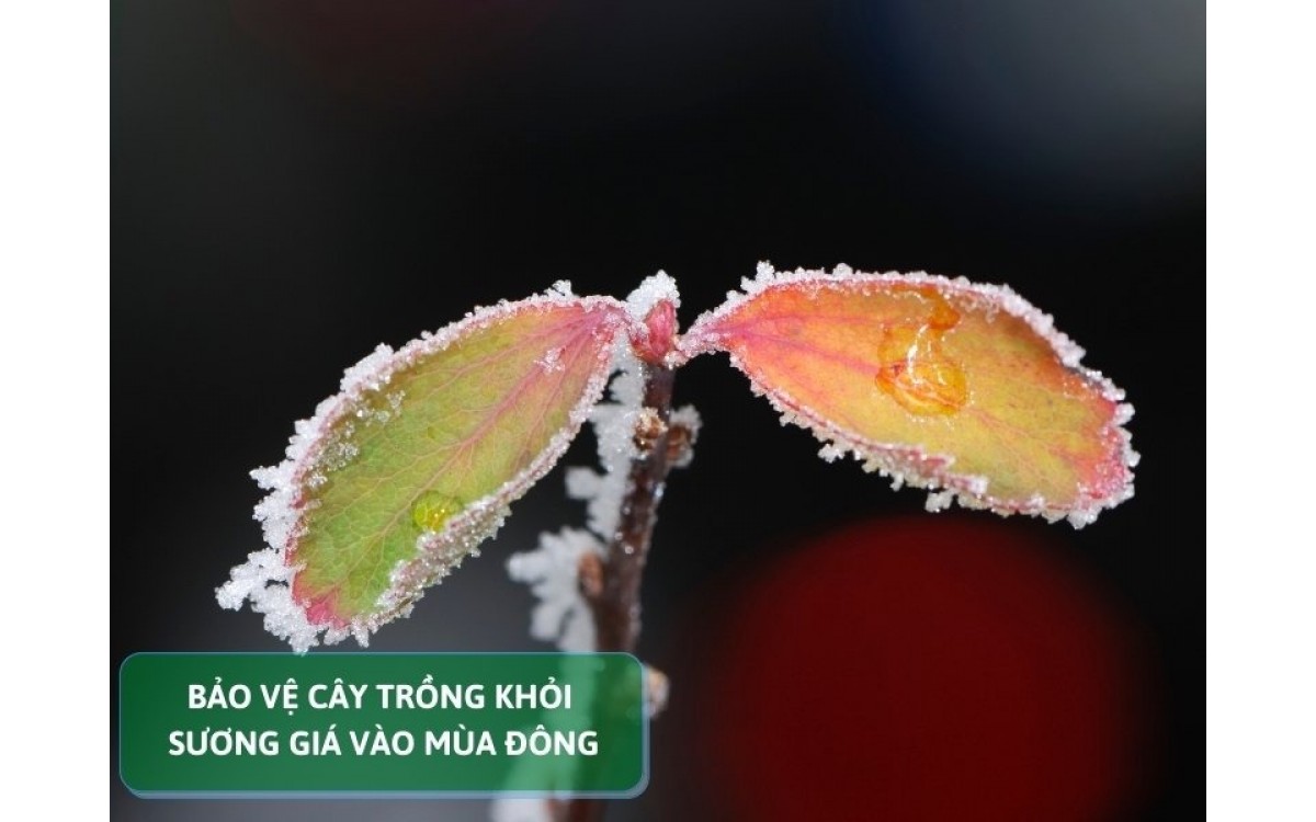 bảo vệ cây trồng khỏi sương giá vào mùa đông